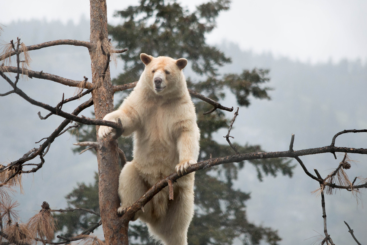 BC Wildlife Park