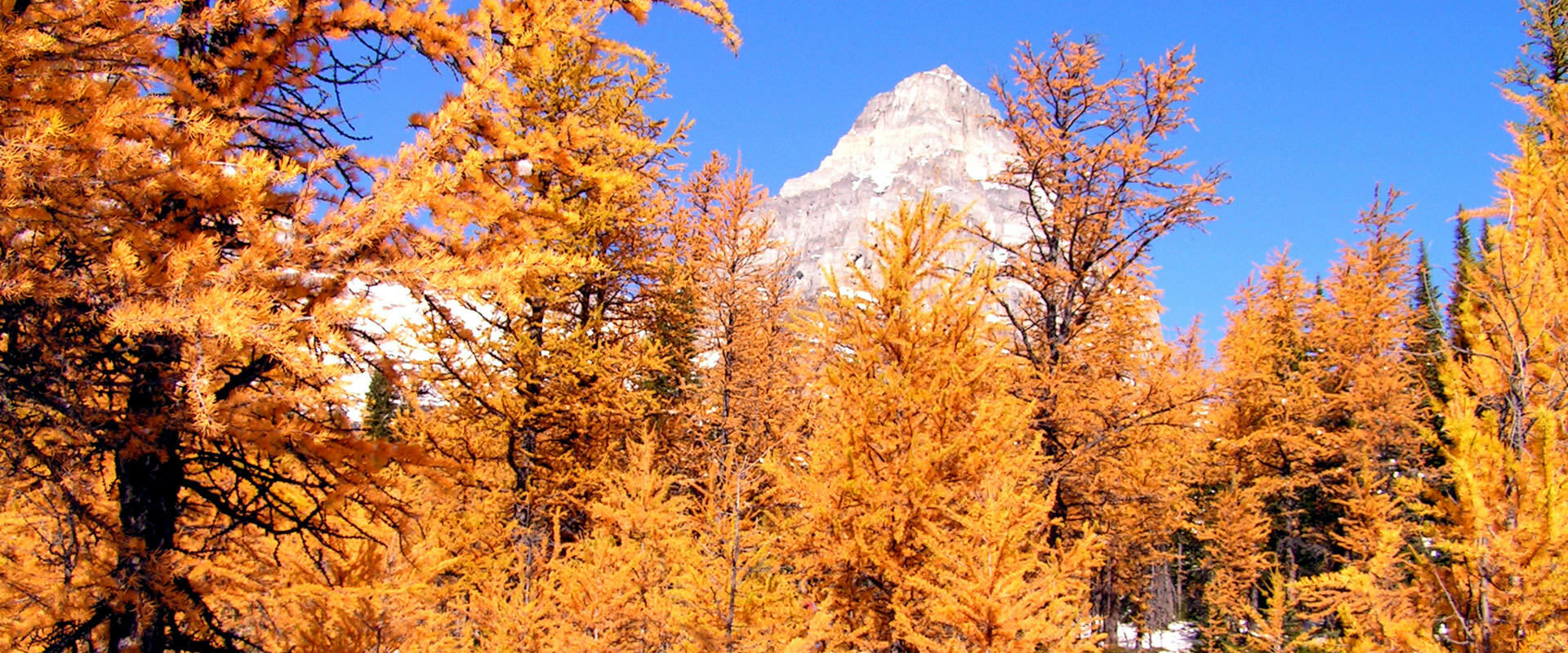 Fall Hiking Larch