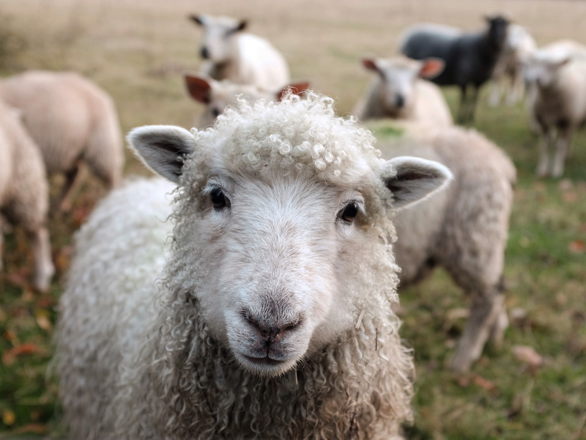 shoulder-deep-in-a-scottish-sheep-farm