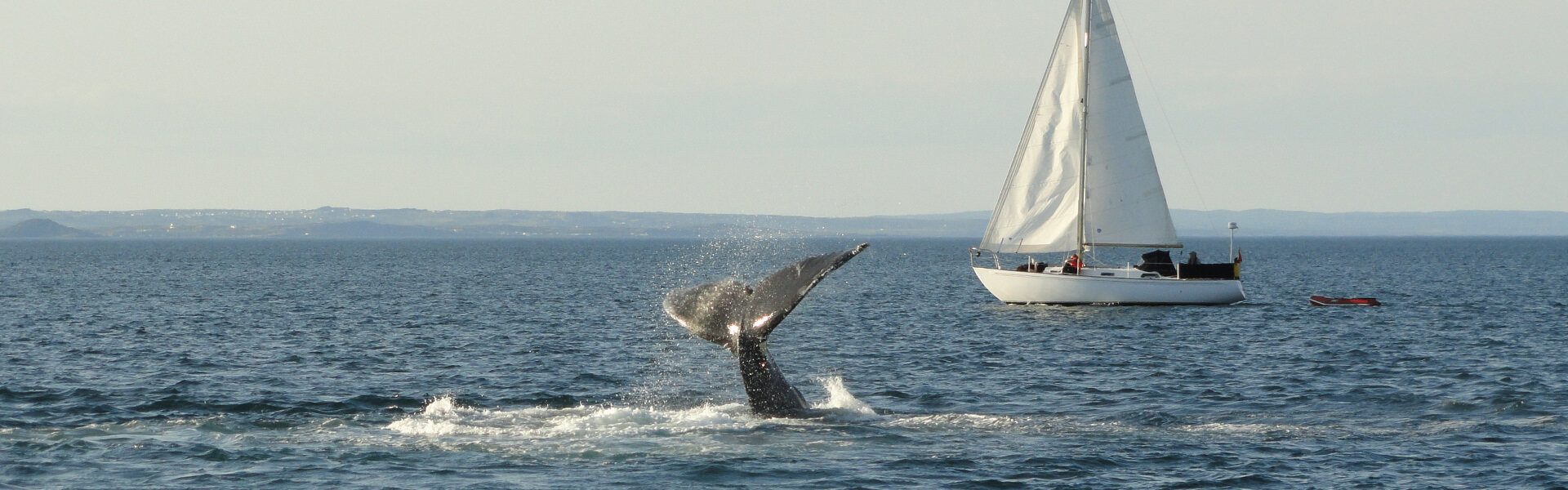 Whale Watching in Newfoundland