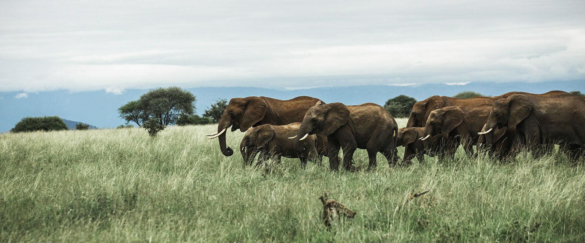 Elephants