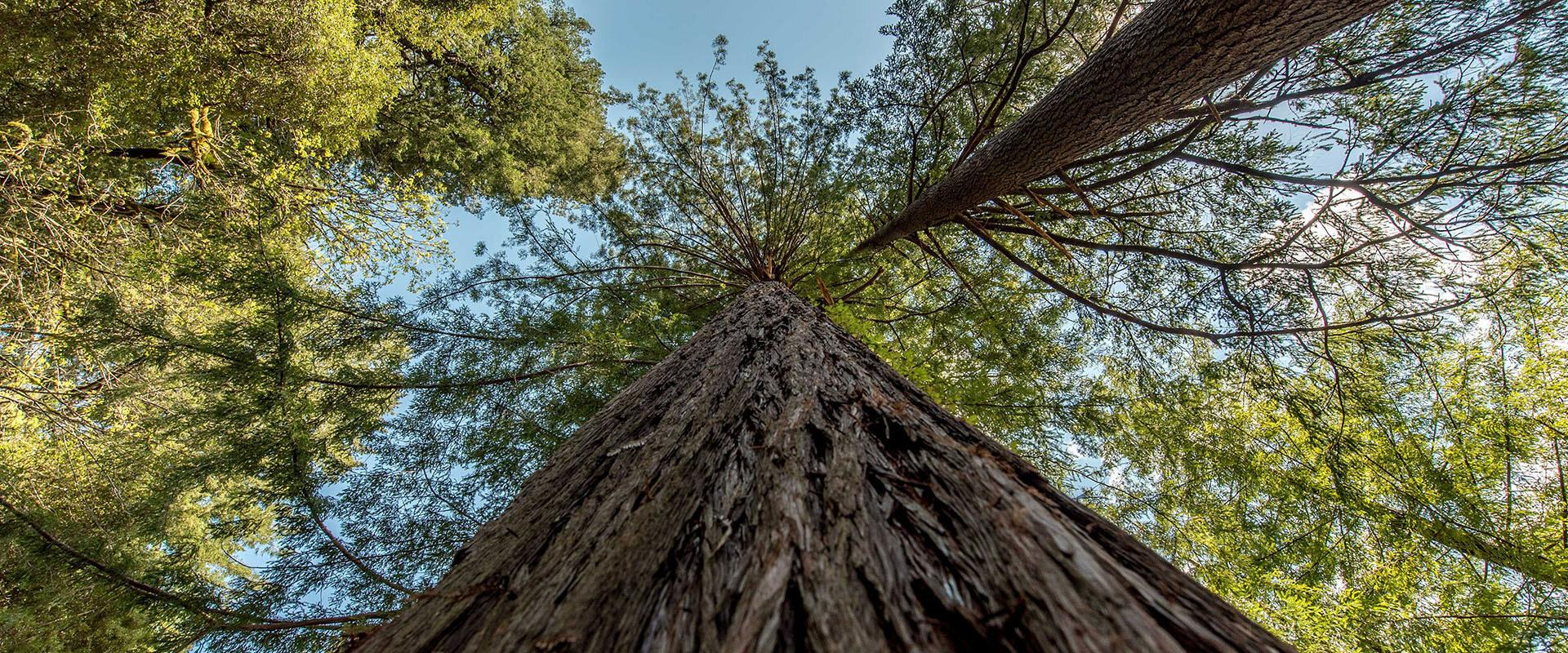 Victoria Sequoias on Vancouver Island