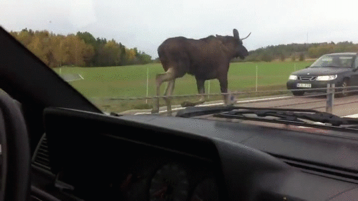 Moose running towards on coming traffic on freeway