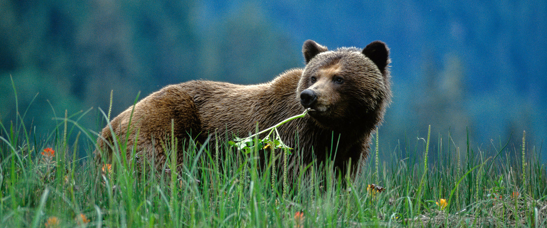 Virtual Rockies Wildlife