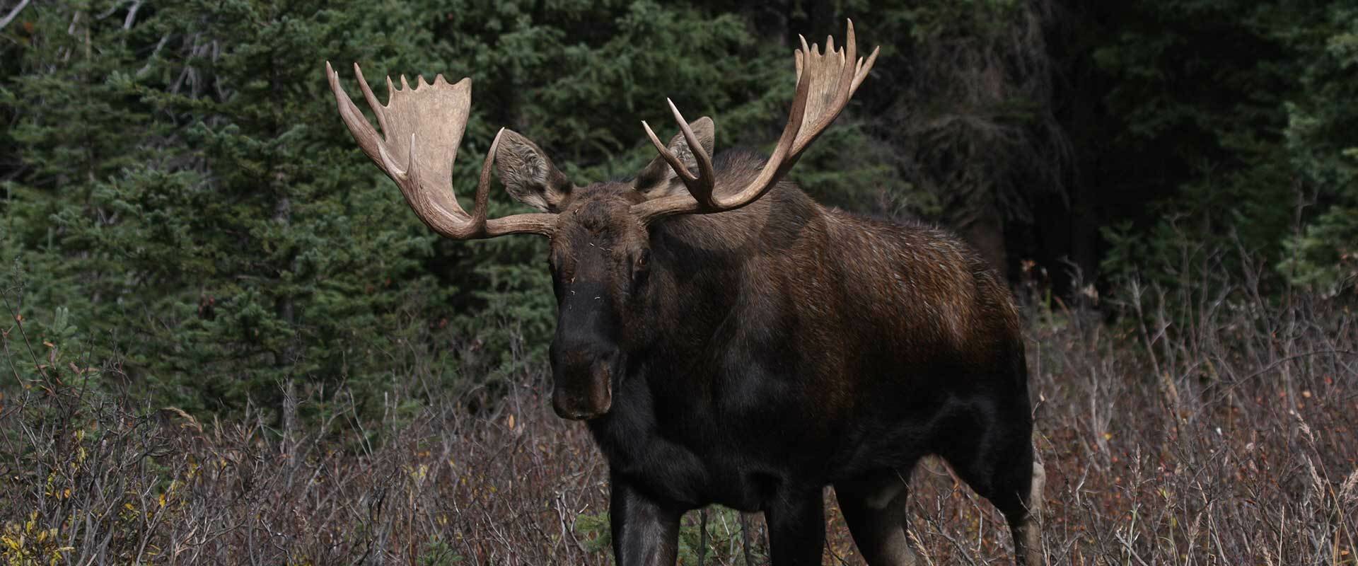 Roadtrip Truths Moose