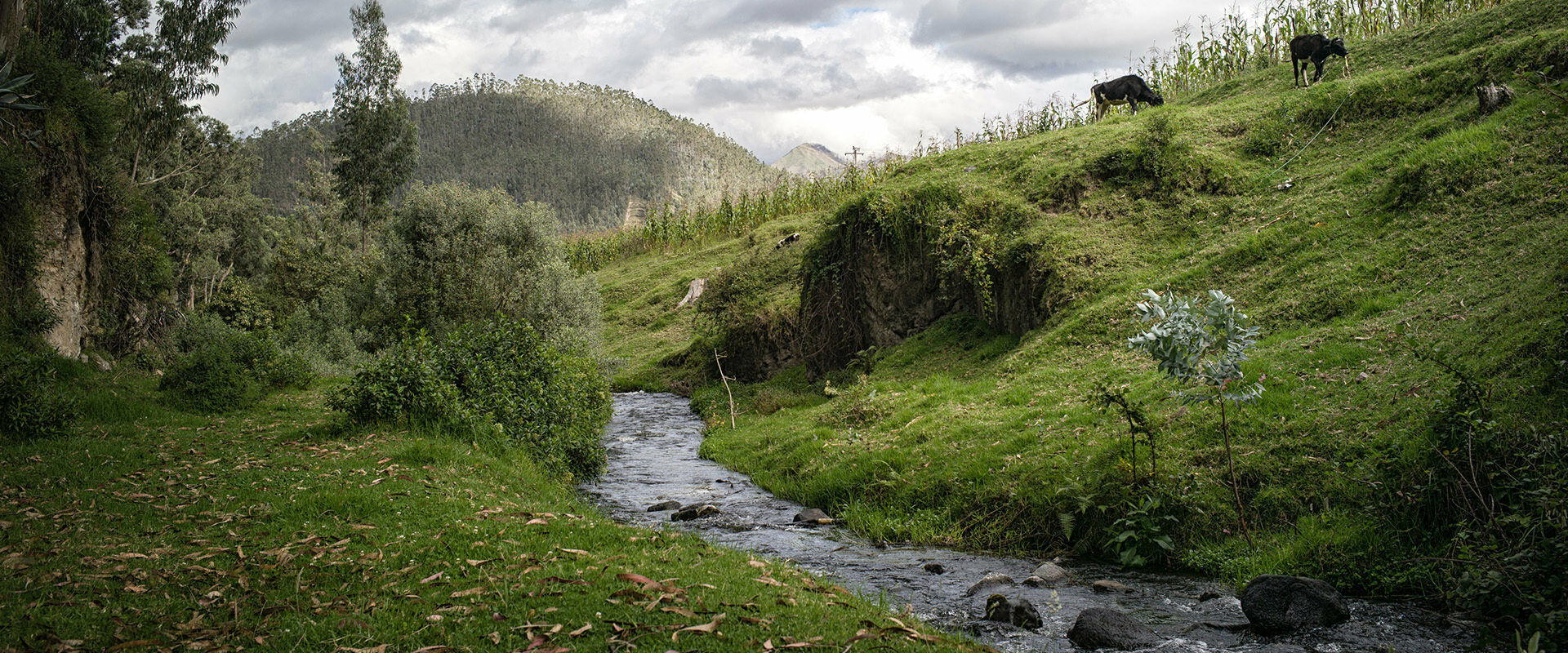 Histoire : Se perdre dans la Vallée de la Longévité en Equateur