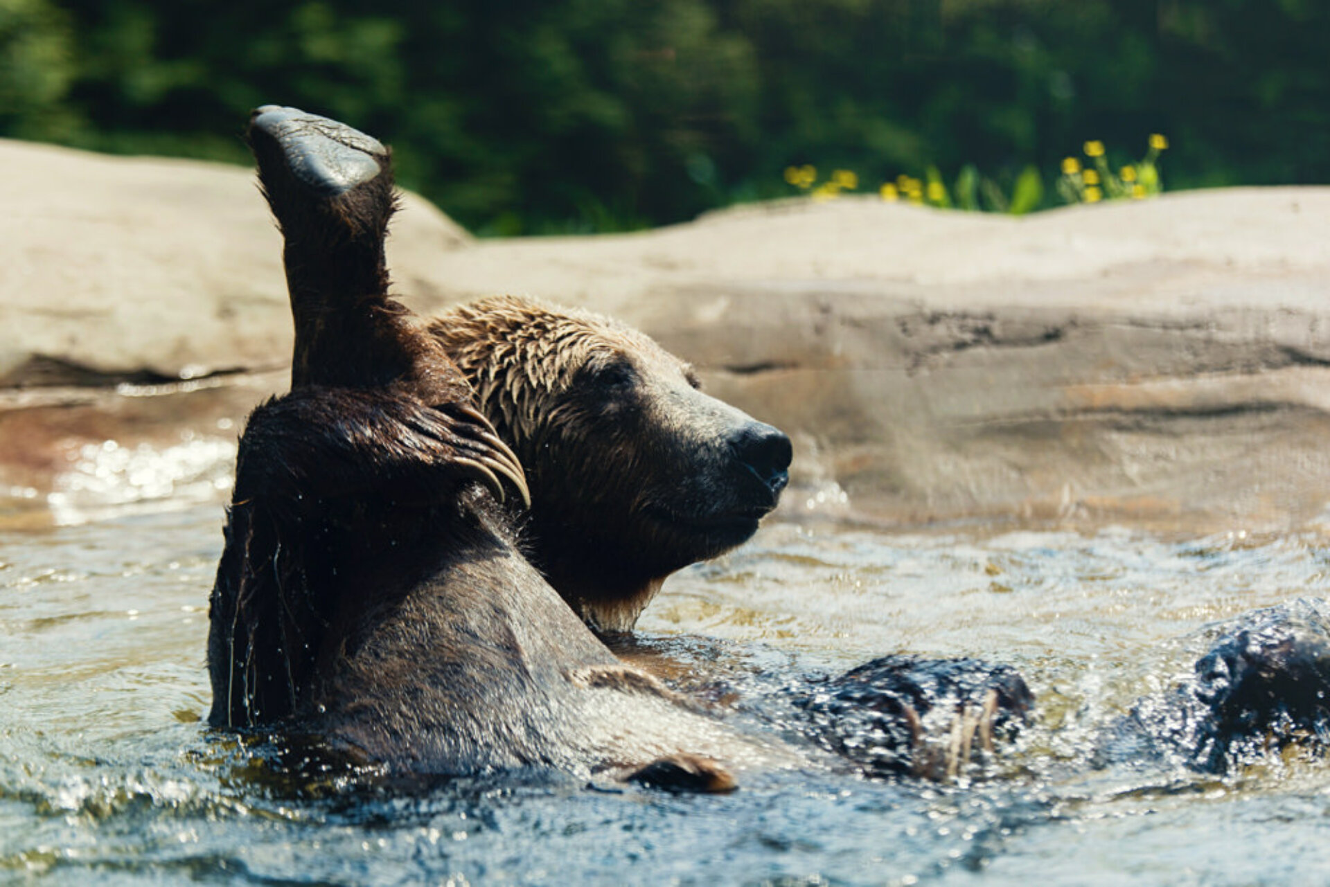Grizzly Wildlife Encounters Canada