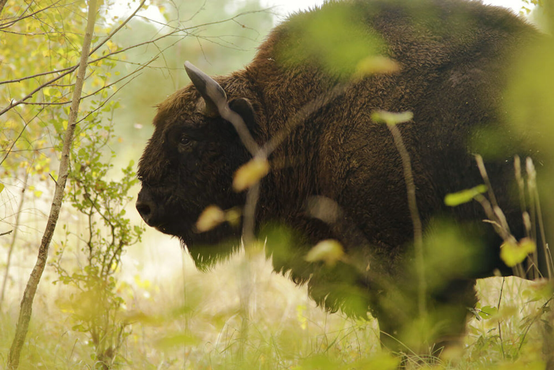 Prairies Bison Wildlife Encounters Canada
