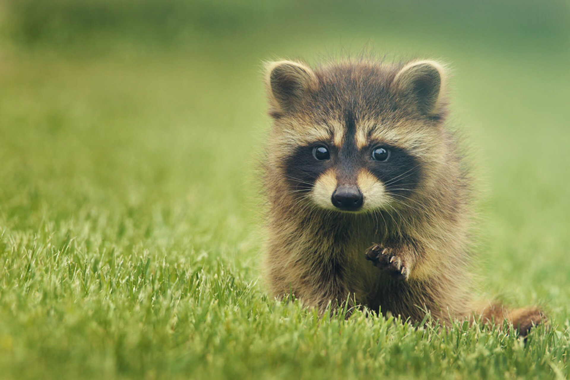 Racoons Wildlife Encounters Canada