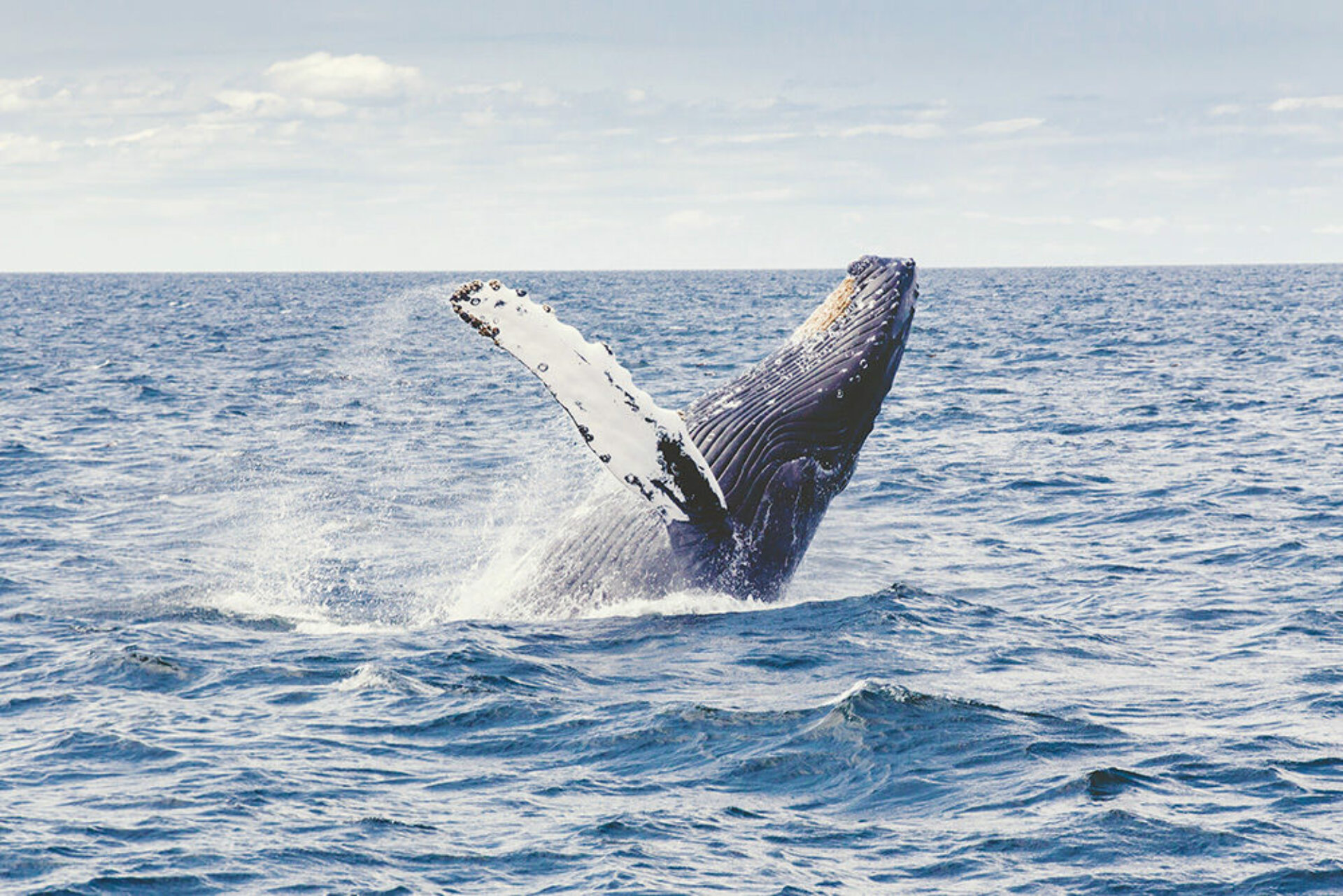 Whales Wildlife Encounters Canada