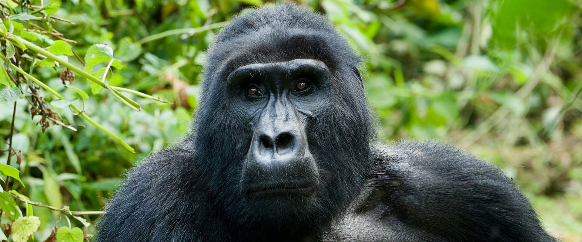 Uganda