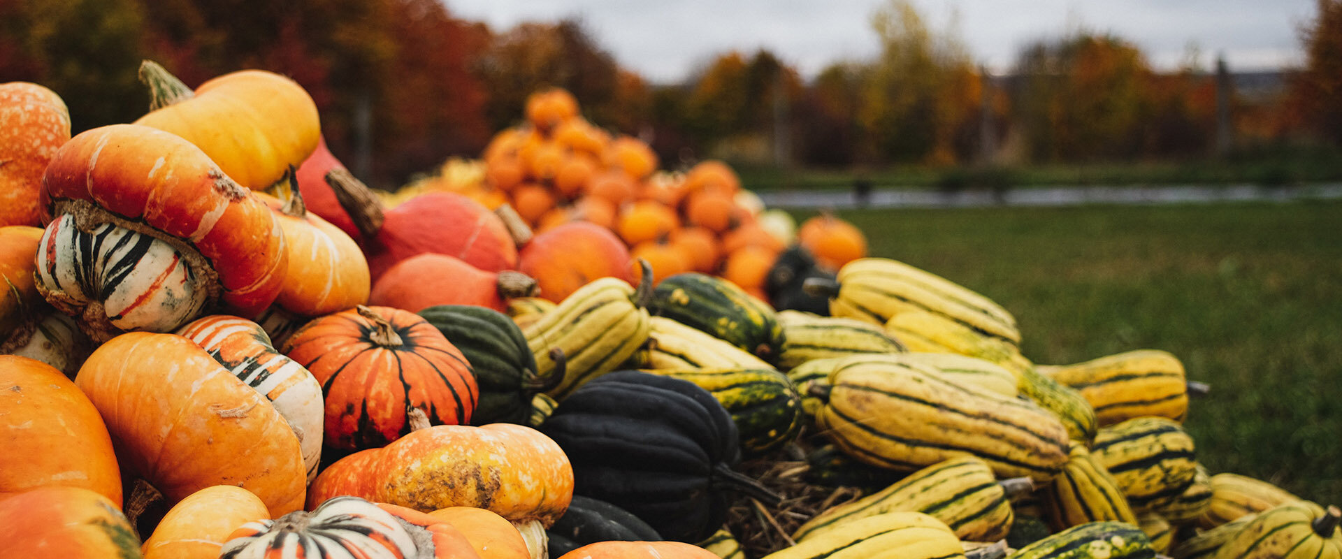 Gourds