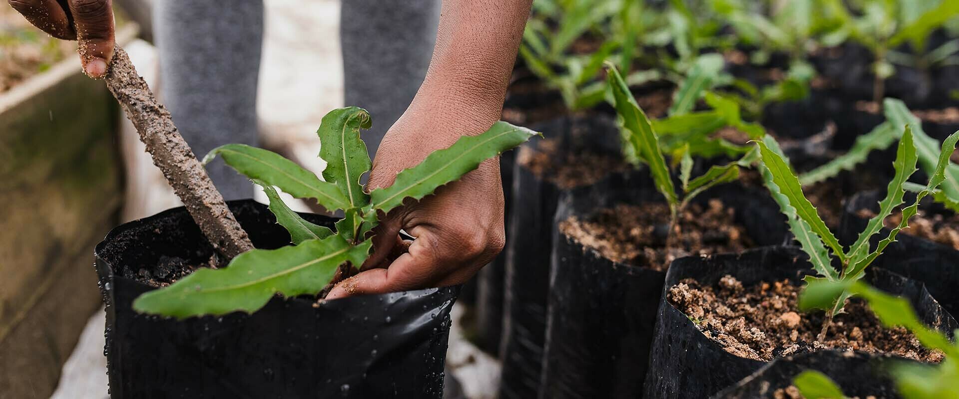 Planting Trees