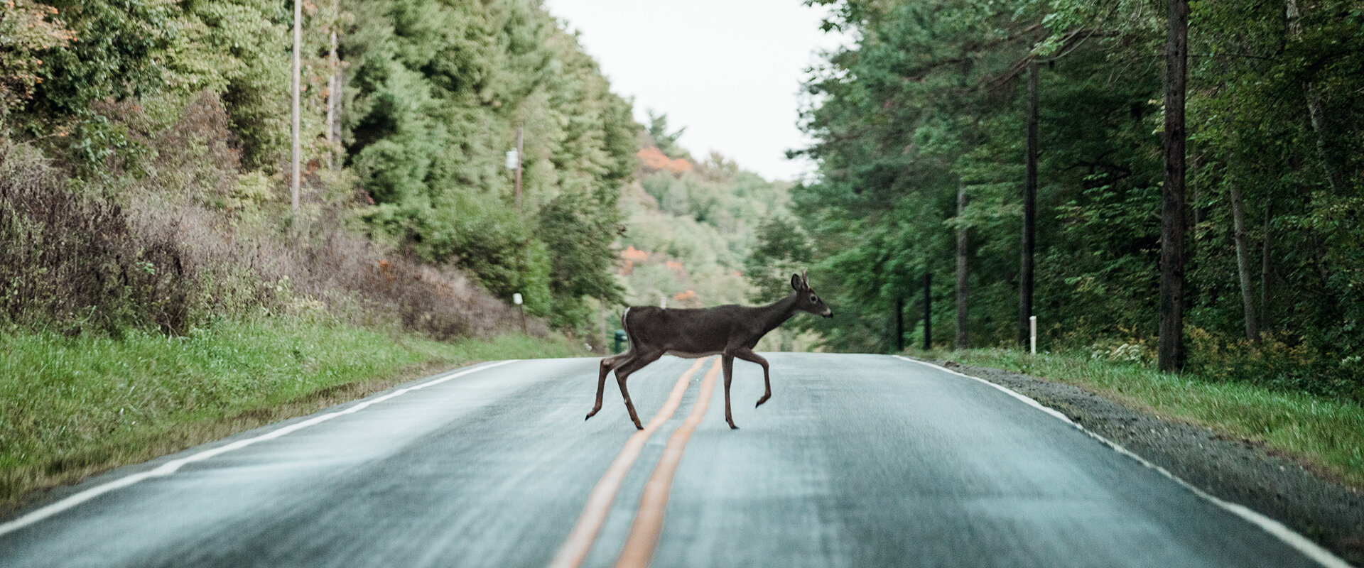 Wildlife on the Road