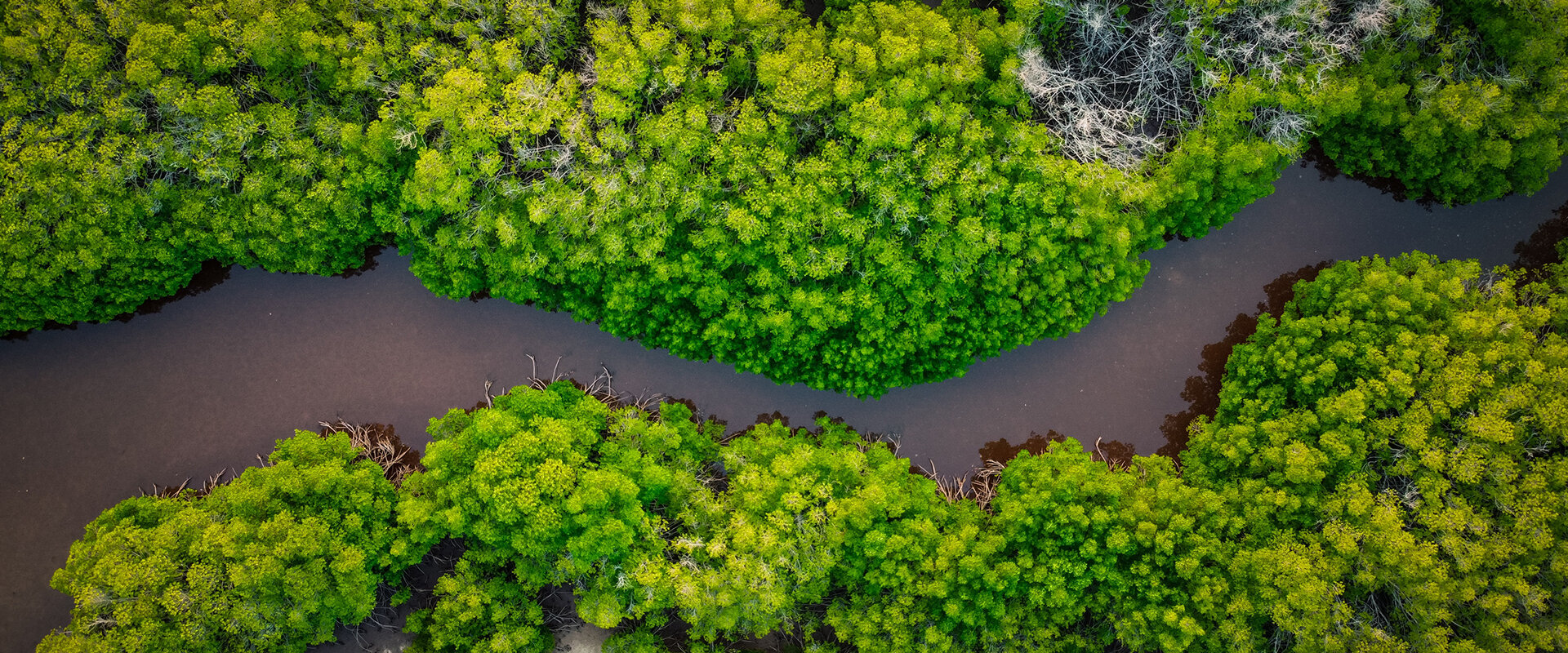 Jungle River