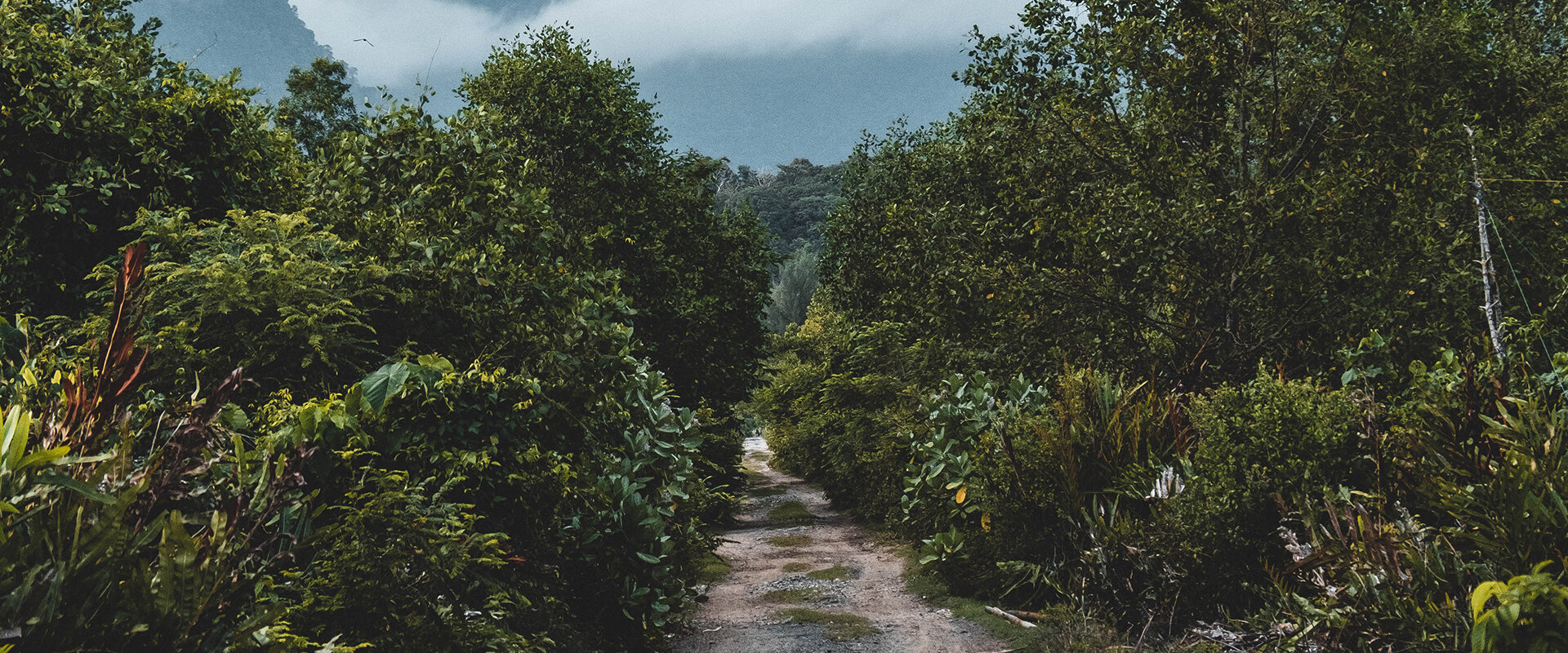 Jungle Road