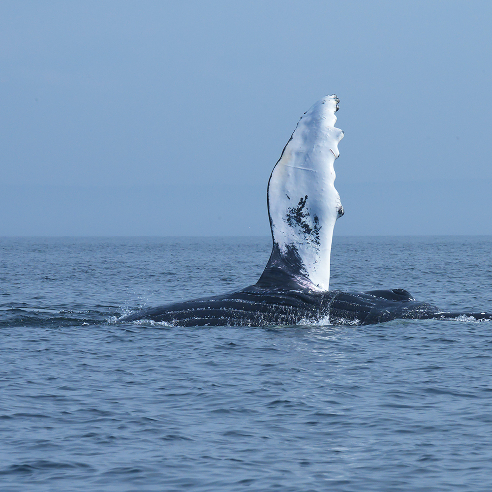 Tadoussac Whales