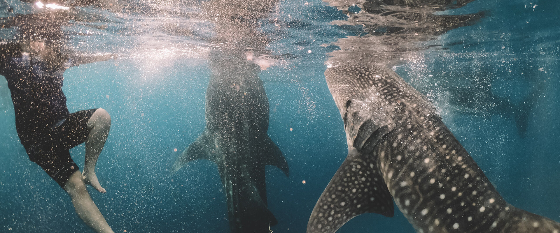 Cameron armstrong w P Swj B Lizds unsplash