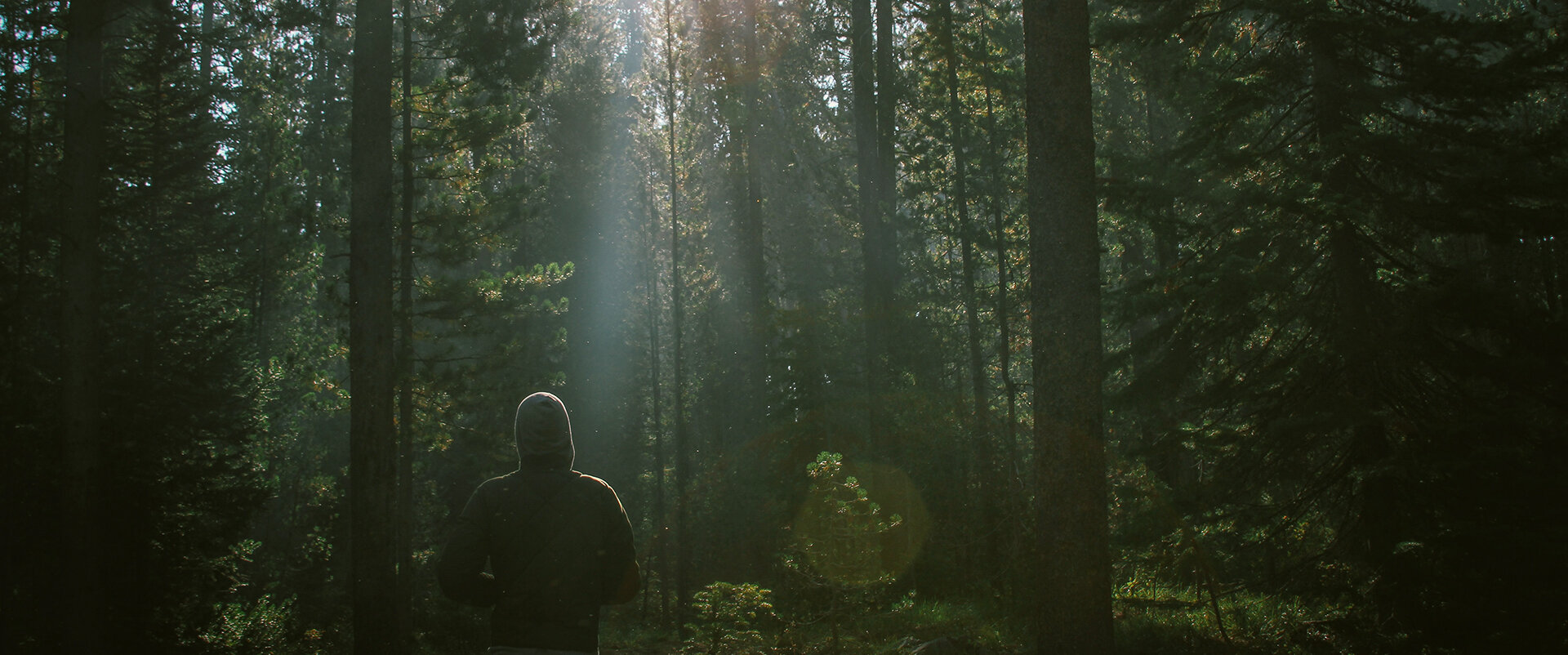 Dustin scarpitti forest bathing