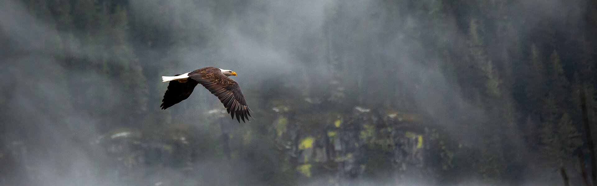 Pete nuij unsplash eagle
