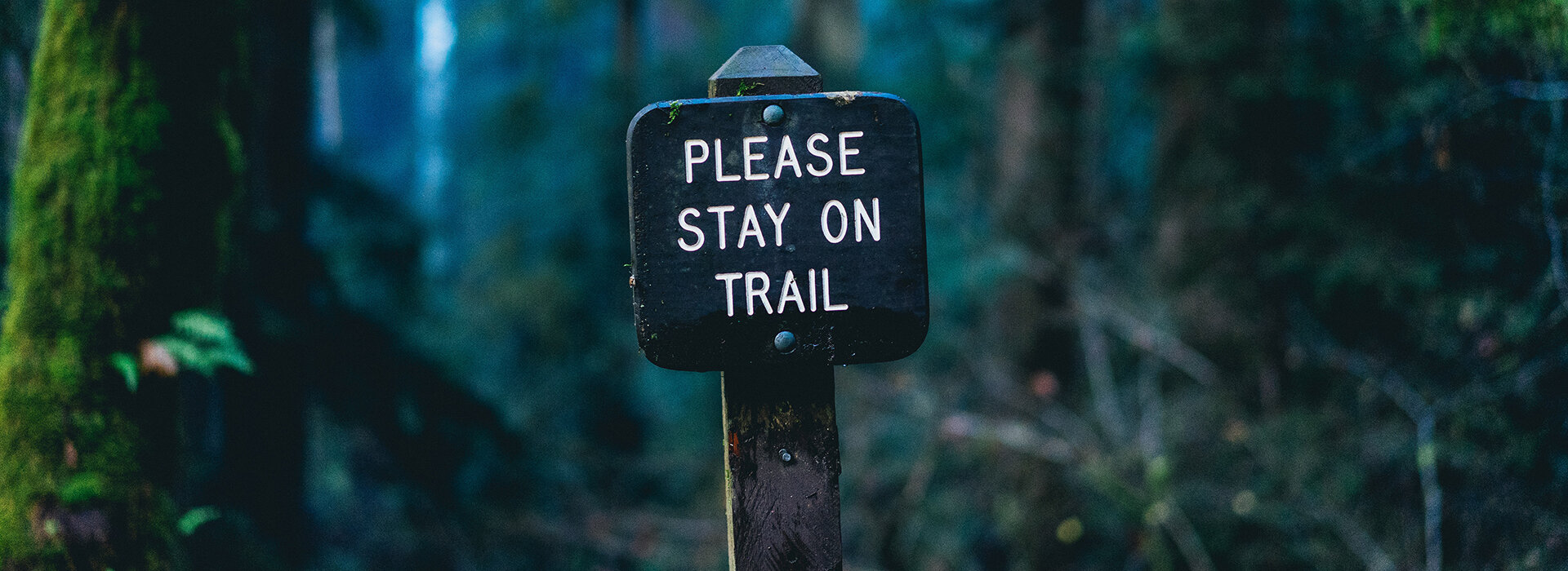Dan gold ZP Qa H Sogmu U unsplash