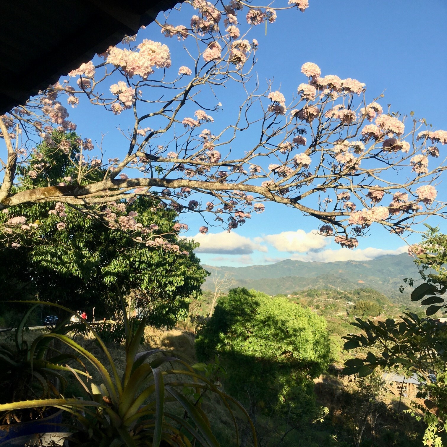 Pura Vida View Image