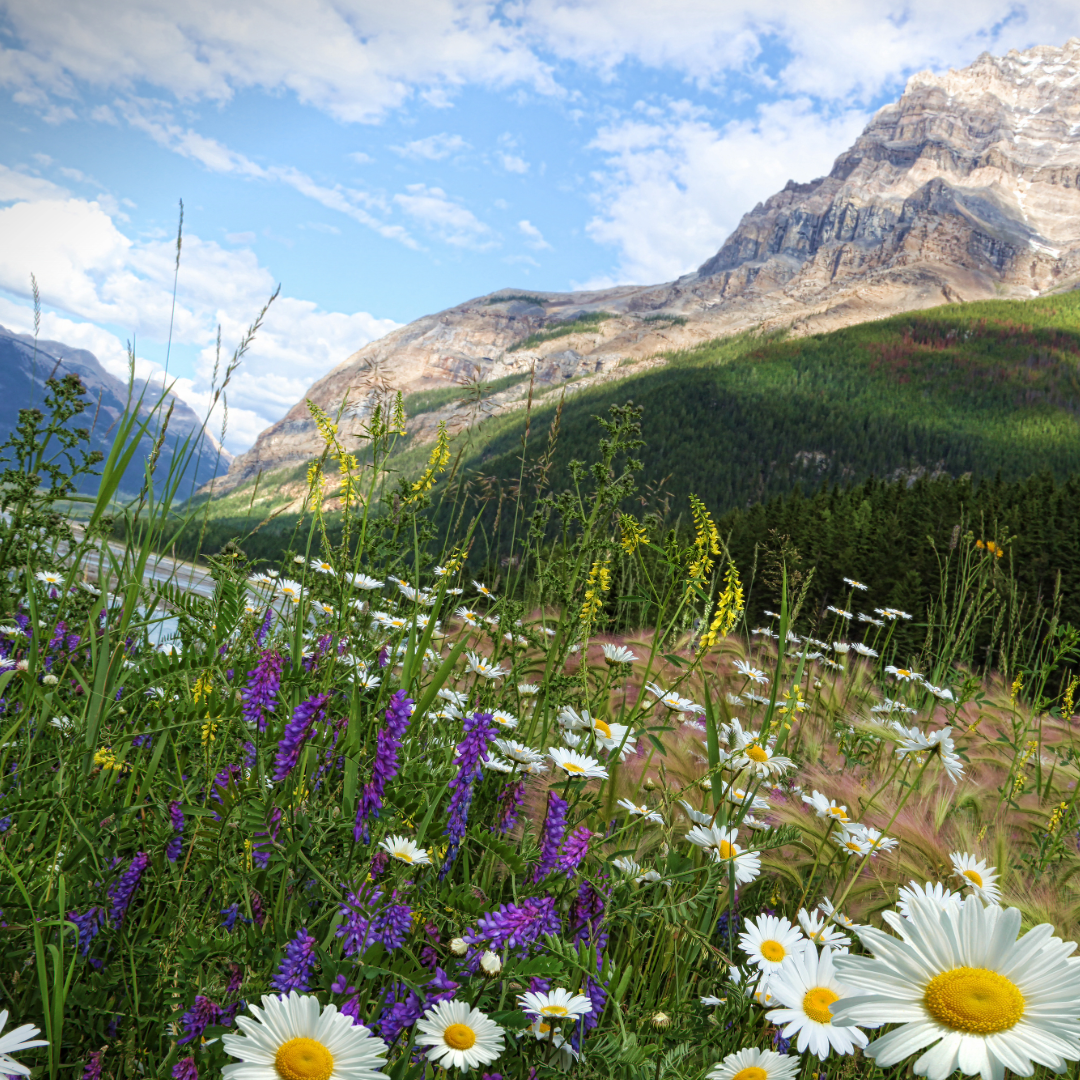 Field flowers banff lakelouise