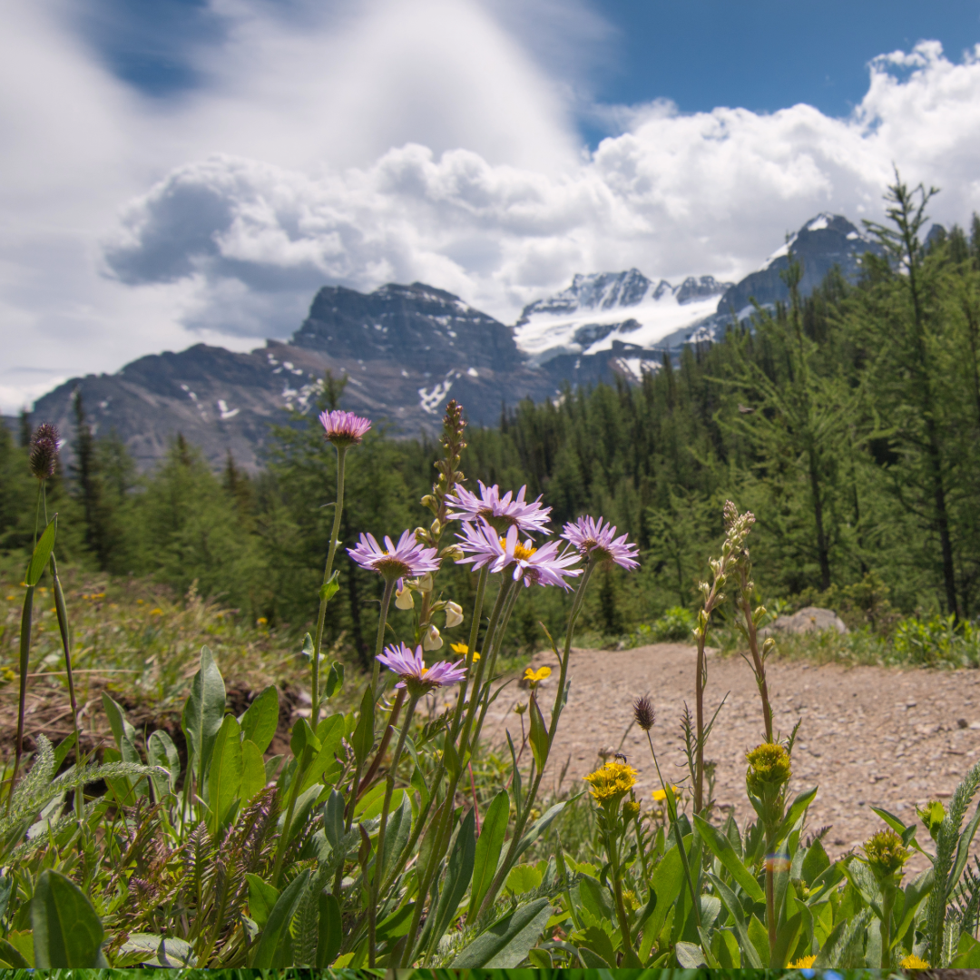 Flowers moraine