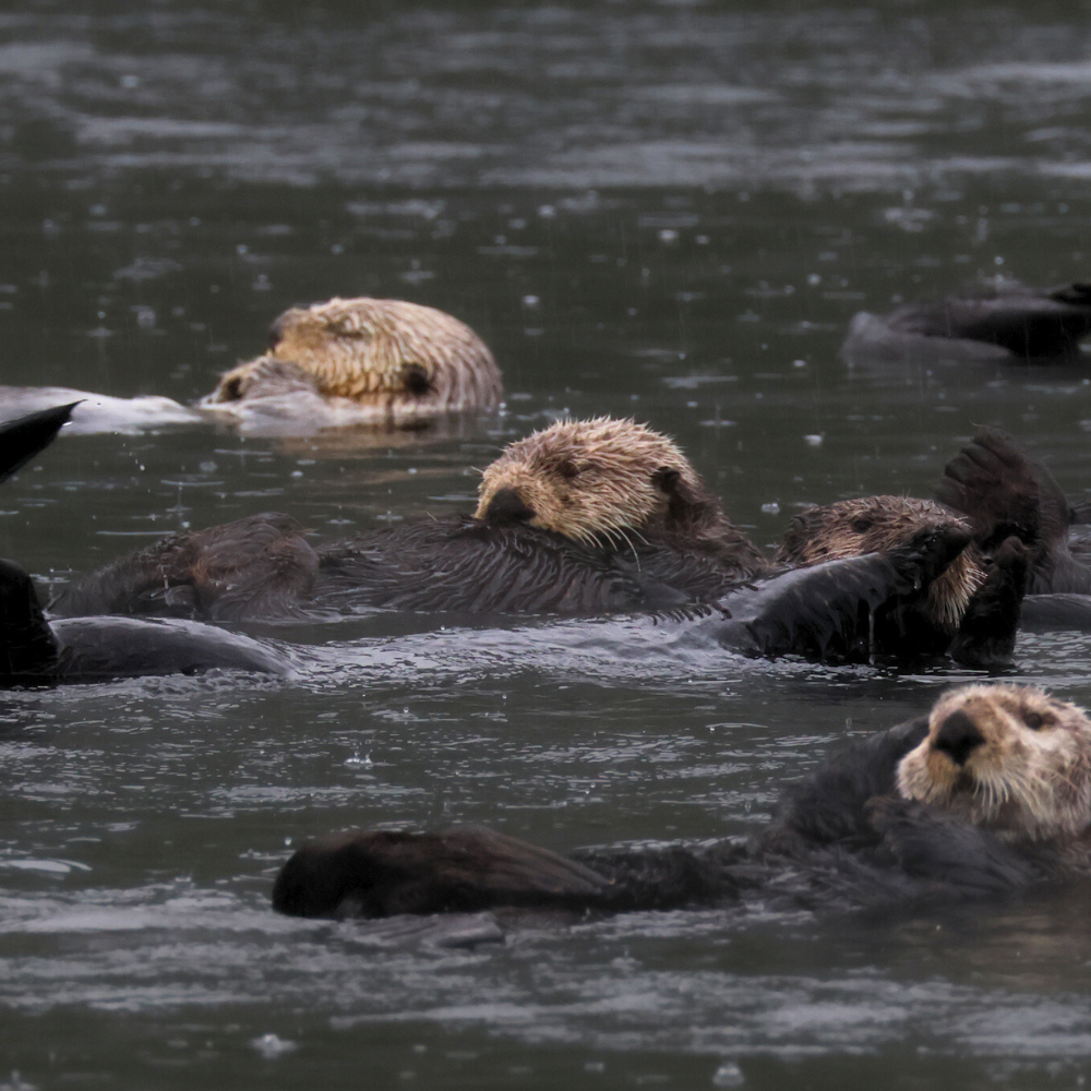 Tofino weekend image 1