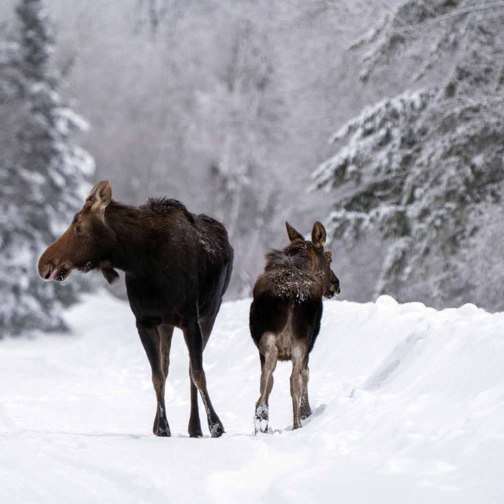 Wilderness article photo 5