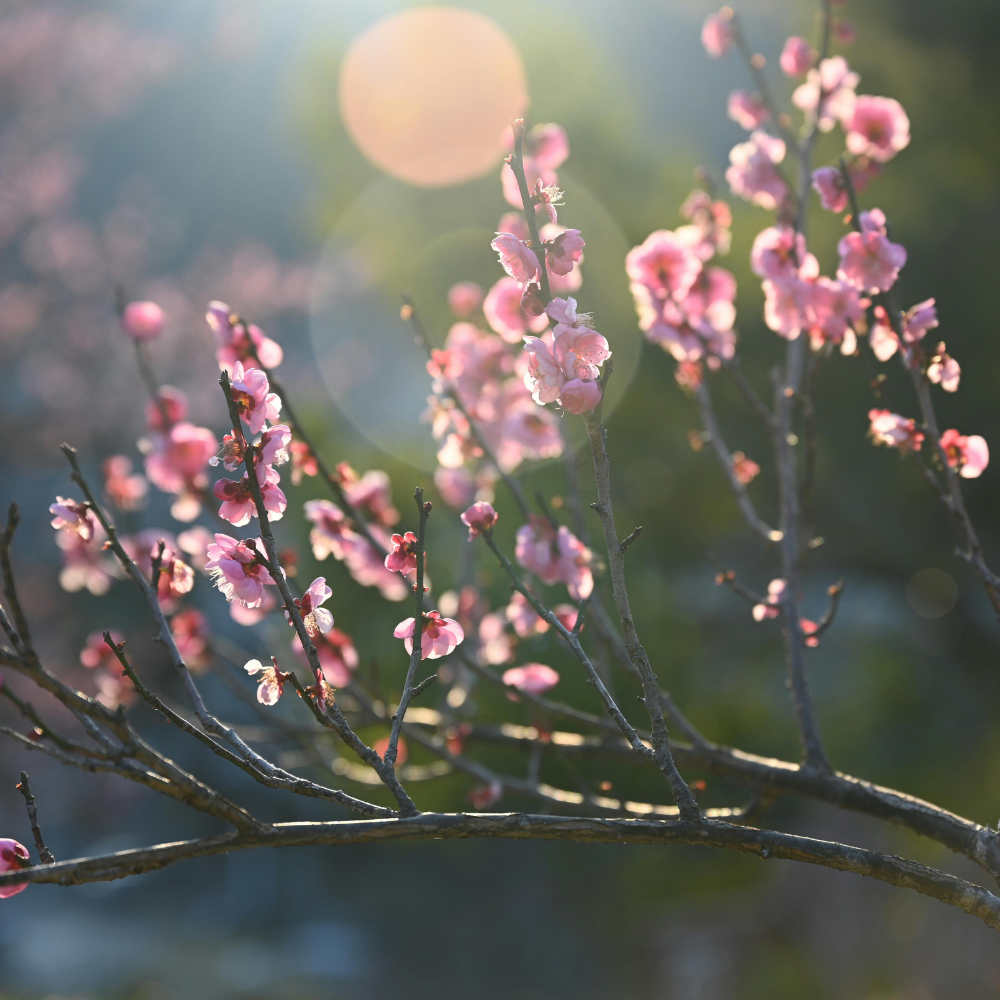 Spring in canada image 1