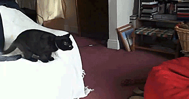 Cat Jumping on Bean Bag
