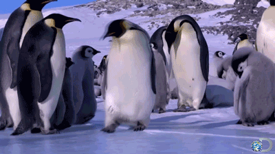 Penguins