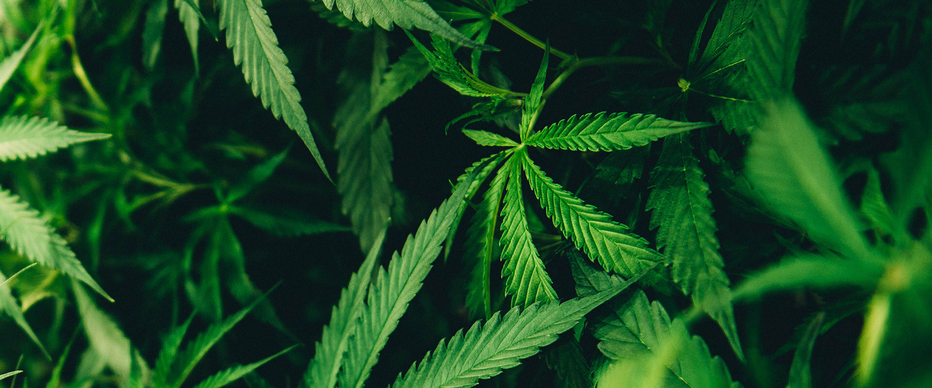 Smoking Cannabis in Canada