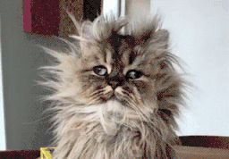 Hairy Cat