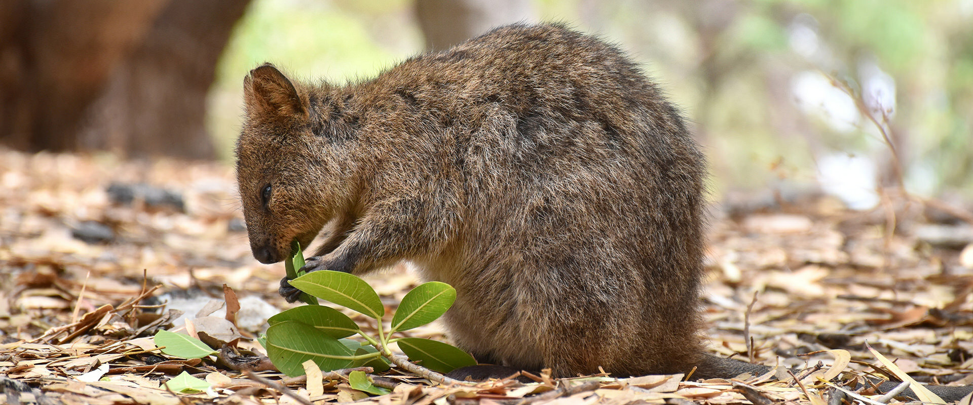 Cute Little Quokka