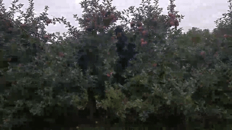 Cueillir des pommes à l'automne au Canada