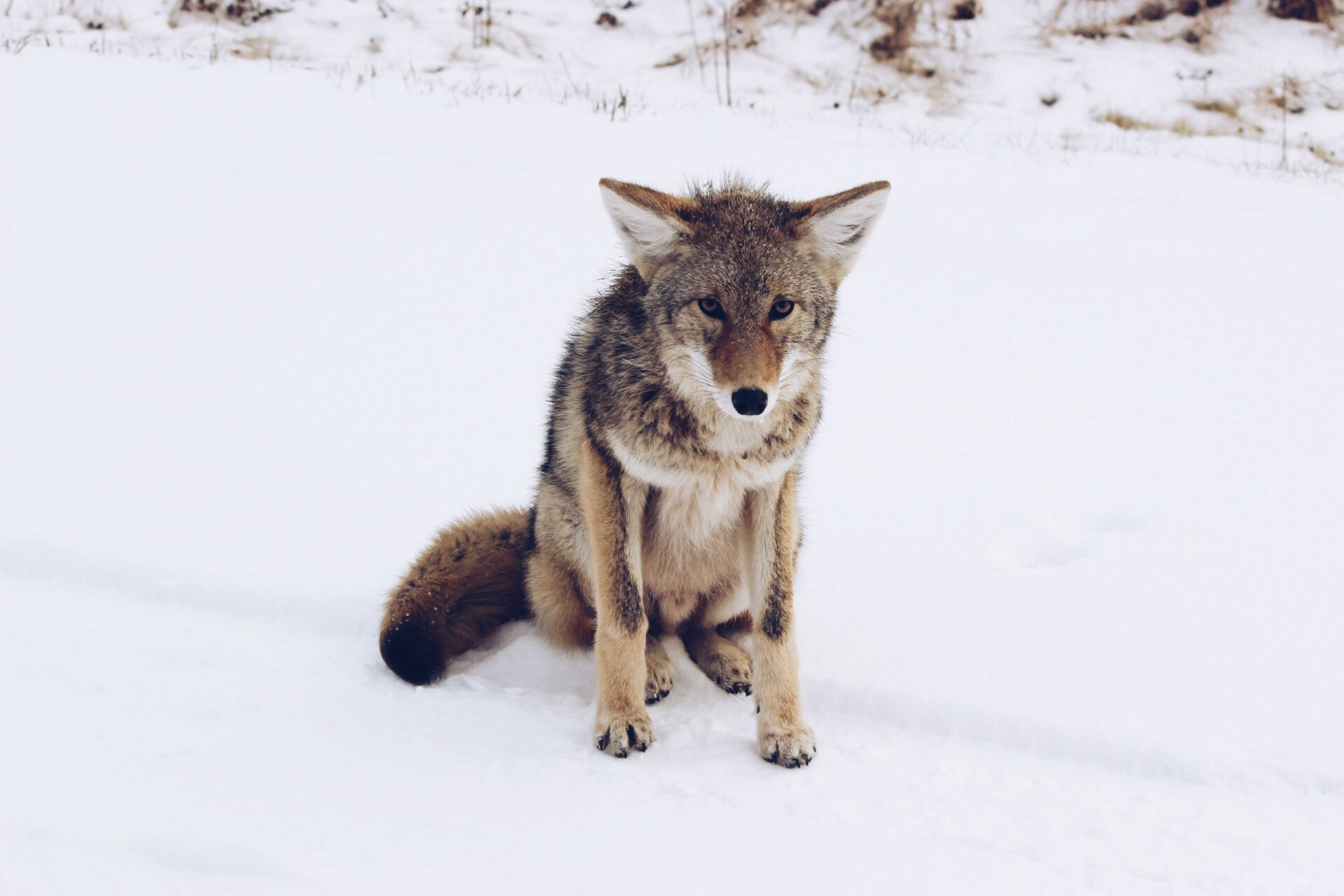 Wolf In The Snow Unsplash