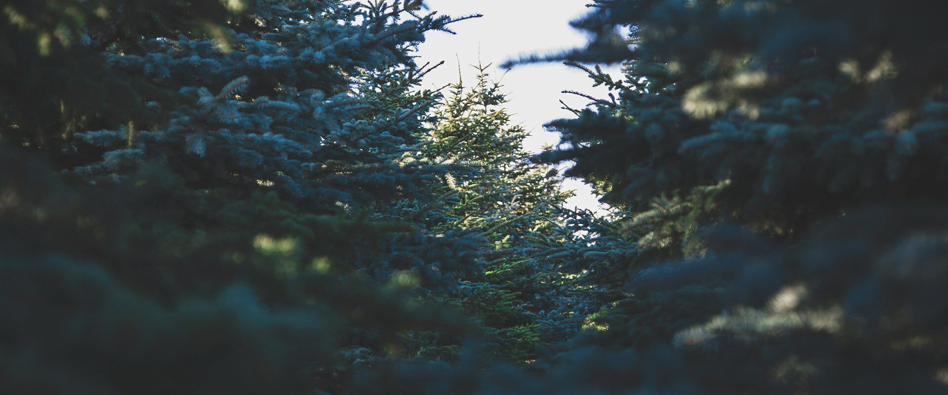Rathtrevor Provincial Park on Vancouver Island