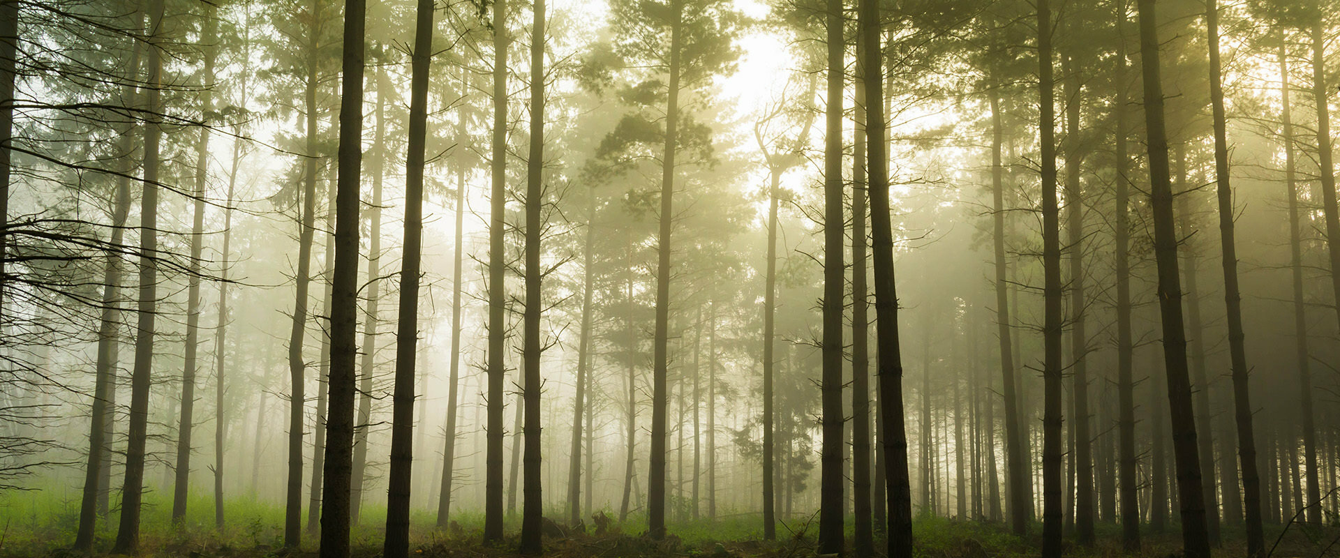 Avator Grove on Vancouver Island