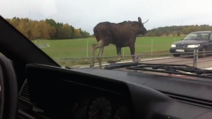 Totally Untrue Myths About Canada 1