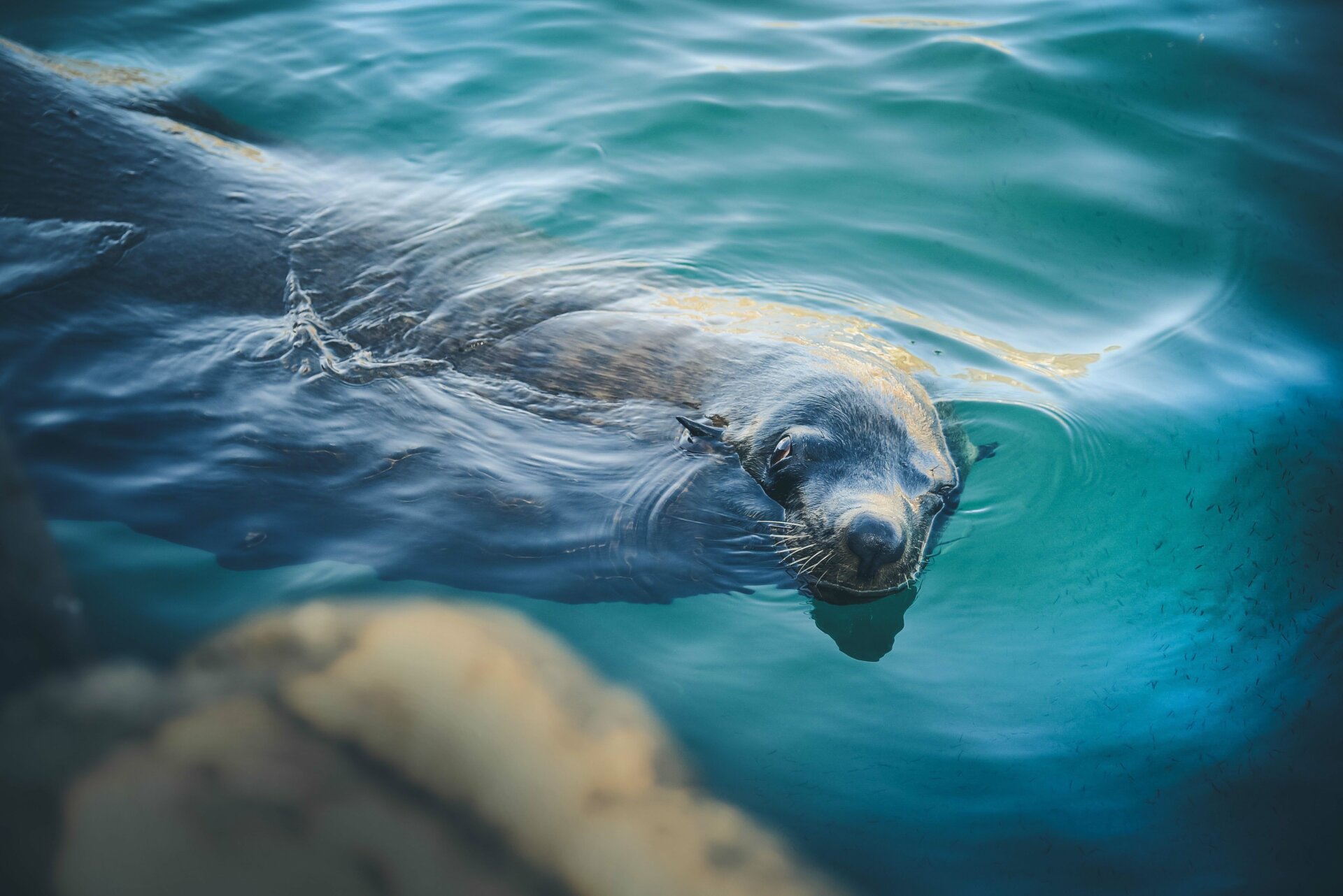 Swim with seals while snorkeling in Canada