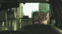 Quebec Cat Driving