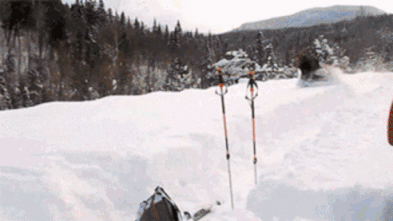 Quebec Moose
