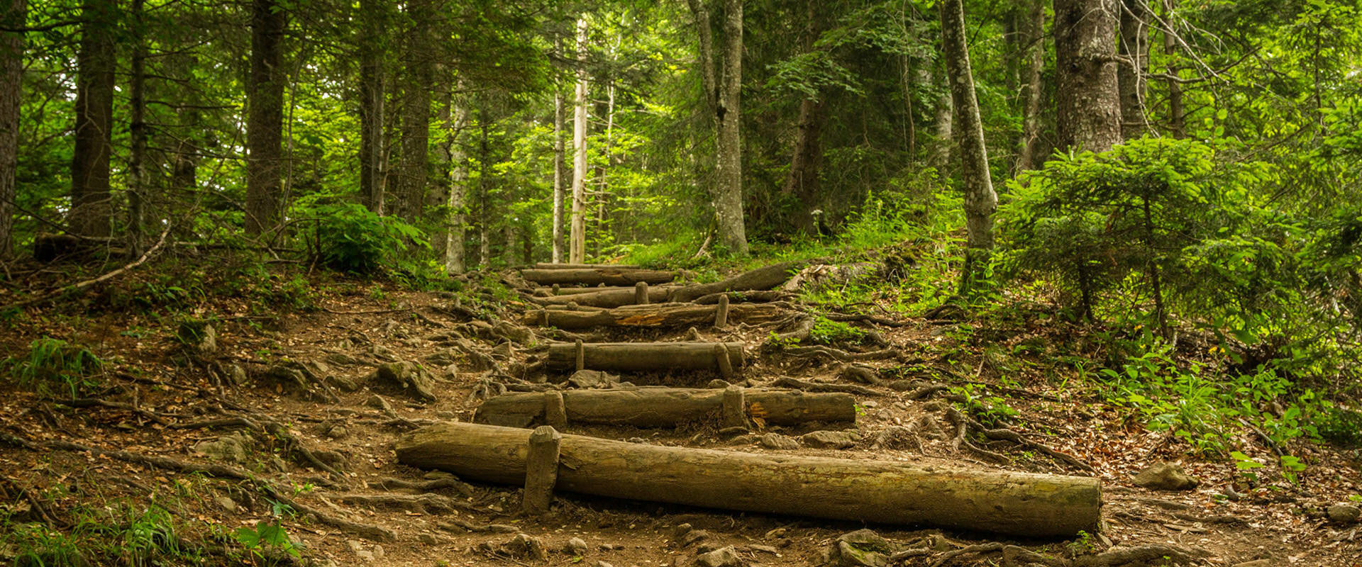 Grouse Grind, la randonnée la plus physique proche de Vancouver, accessible en bus