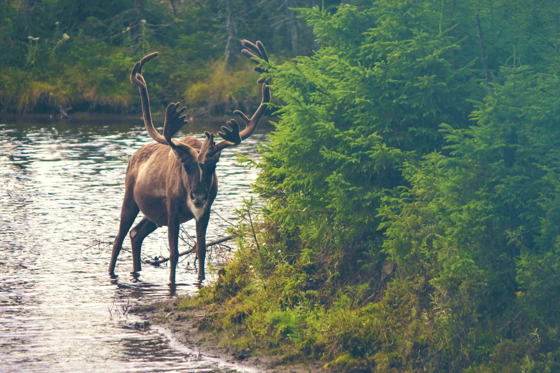 Caribou Wildlife Encounters Canada