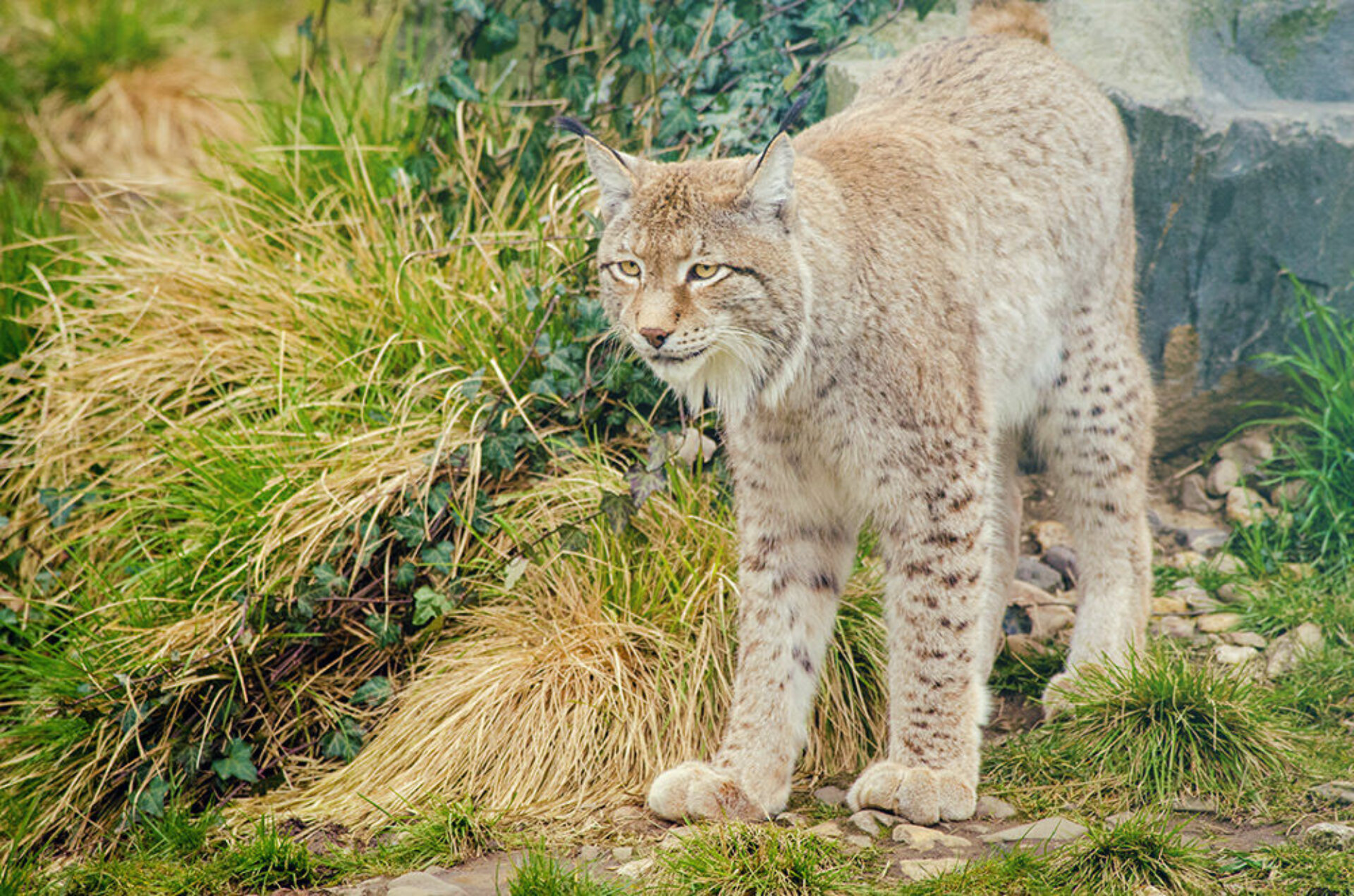 Lynx Wildlife Encounters Canada