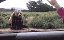 Bear