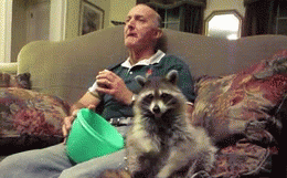 Racoon Eating Popcorn