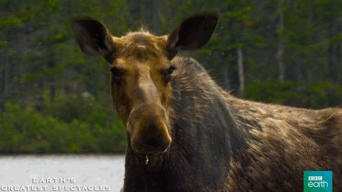 Moose